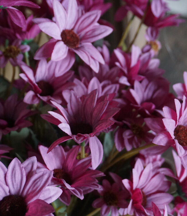 Rene Houtman Echinacea Takje | Paars | L60 cm