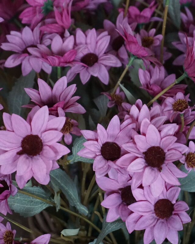 Rene Houtman Echinacea Takje | Paars | L60 cm