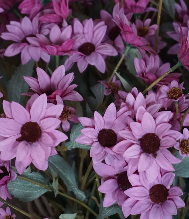 Rene Houtman Echinacea Takje | Paars | L60 cm