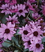 Rene Houtman Echinacea Takje | Paars | L60 cm