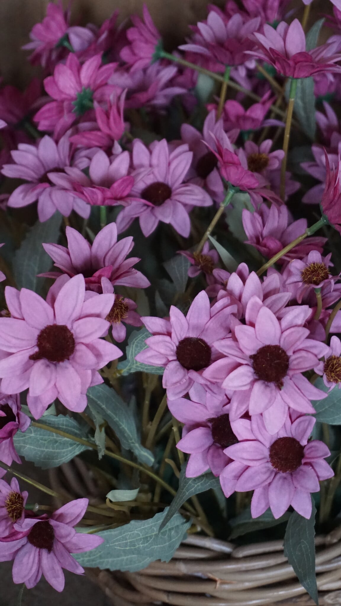 Rene Houtman Echinacea Takje | Paars | L60 cm