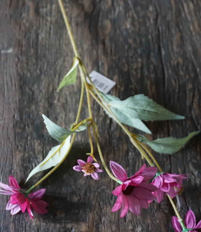 Rene Houtman Echinacea Takje | Paars | L60 cm