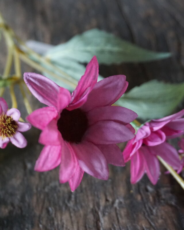Rene Houtman Echinacea Takje | Paars | L60 cm