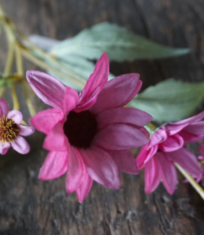 Rene Houtman Echinacea Takje | Paars | L60 cm