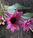Rene Houtman Echinacea Takje | Paars | L60 cm