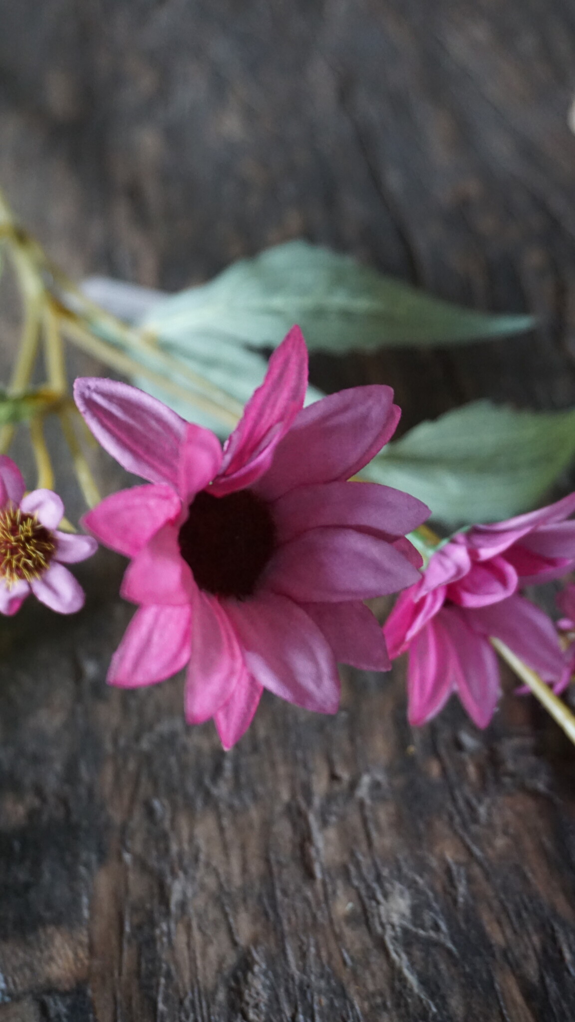 Rene Houtman Echinacea Takje | Paars | L60 cm