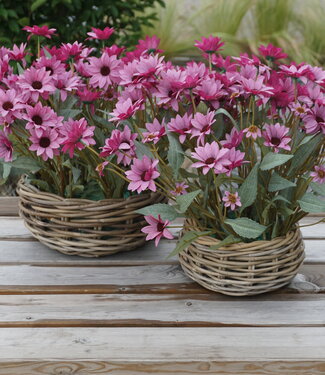 Rene Houtman Echinacea Takje | Paars | L60 cm