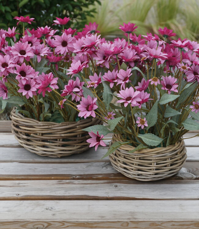 Rene Houtman Echinacea Takje | Paars | L60 cm