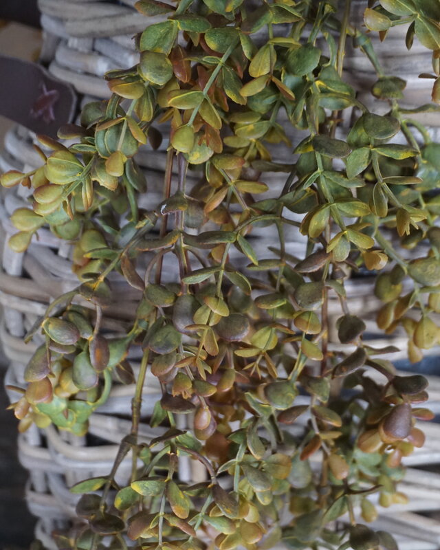 Rene Houtman Eucalyptus Kunsttak | Bruin | L110 cm