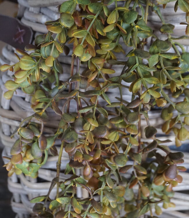 Rene Houtman Eucalyptus Kunsttak | Bruin | L110 cm