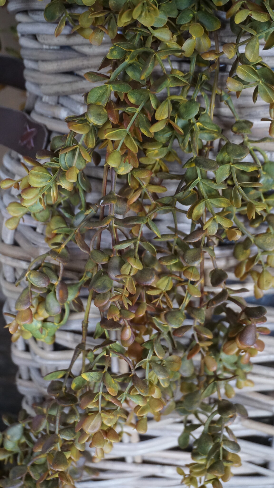 Rene Houtman Eucalyptus Kunsttak | Bruin | L110 cm