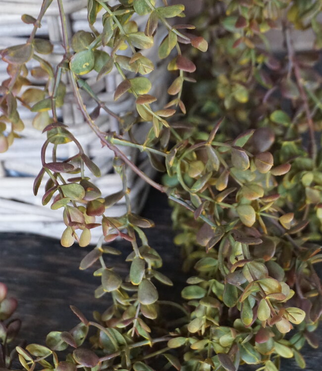 Rene Houtman Eucalyptus Kunsttak | Bruin | L110 cm