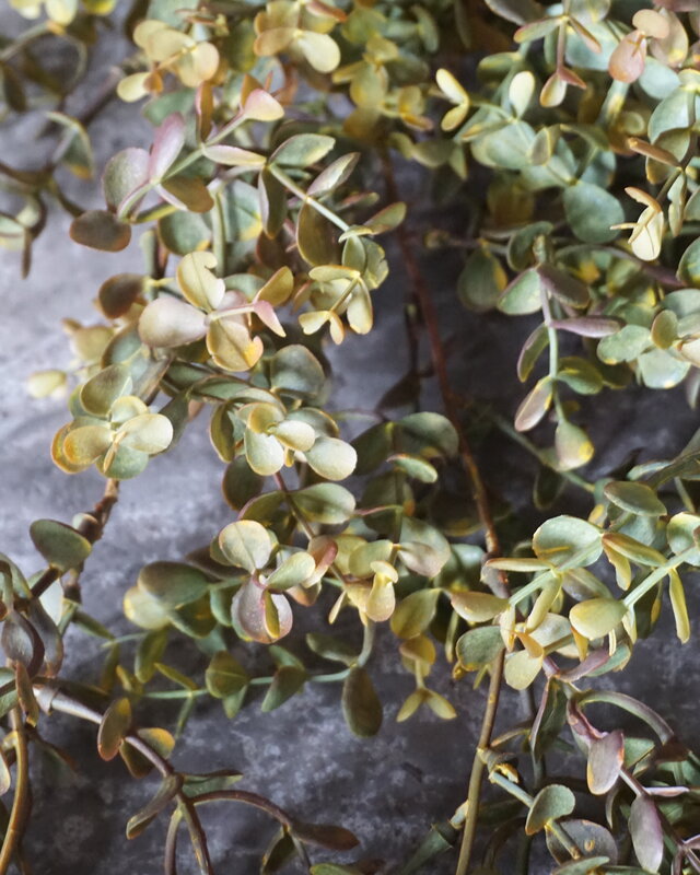 Rene Houtman Eucalyptus Kunsttak | Bruin | L110 cm