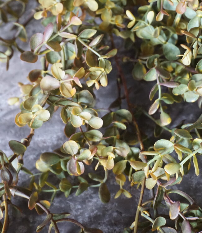 Rene Houtman Eucalyptus Kunsttak | Bruin | L110 cm