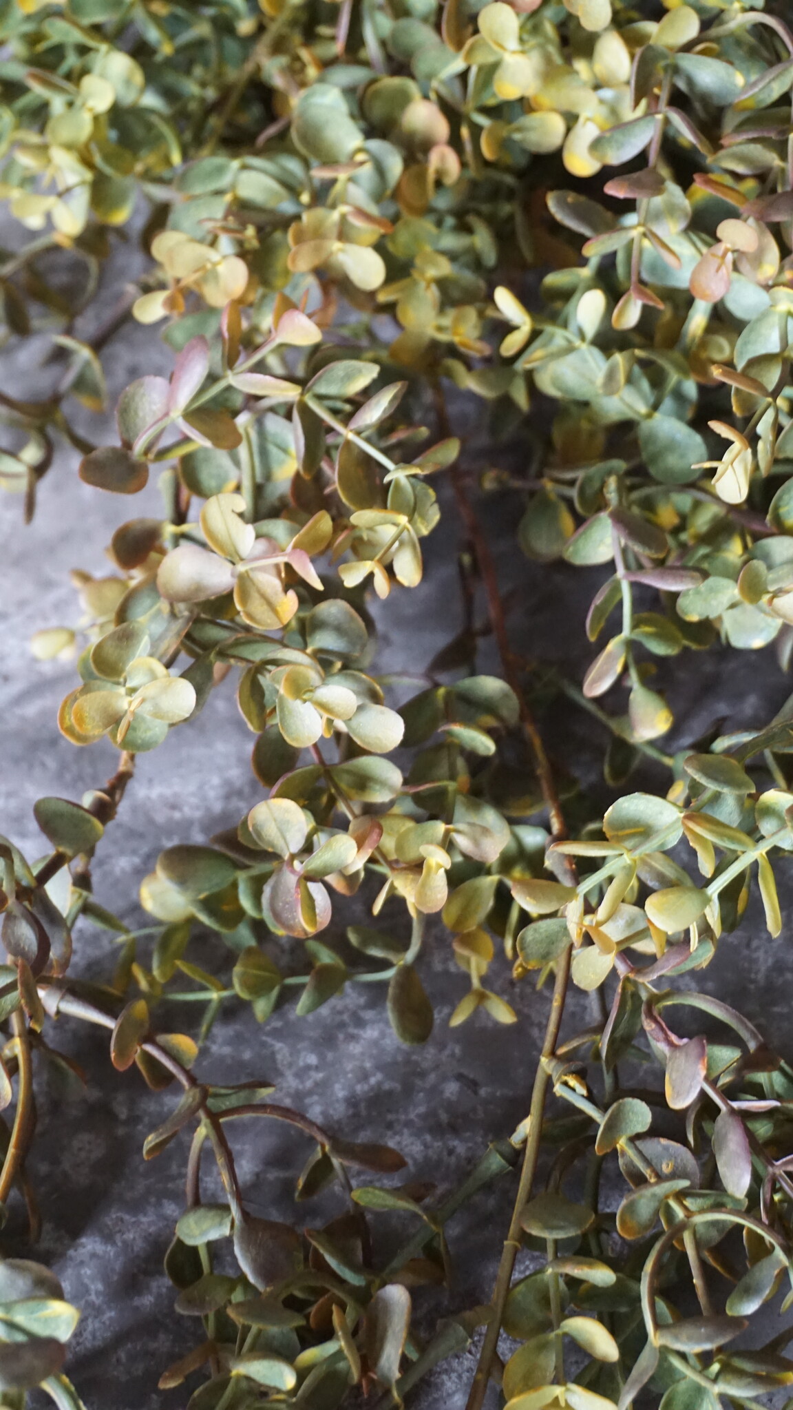 Rene Houtman Eucalyptus Kunsttak | Bruin | L110 cm