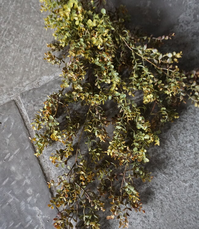 Rene Houtman Eucalyptus Kunsttak | Bruin | L110 cm