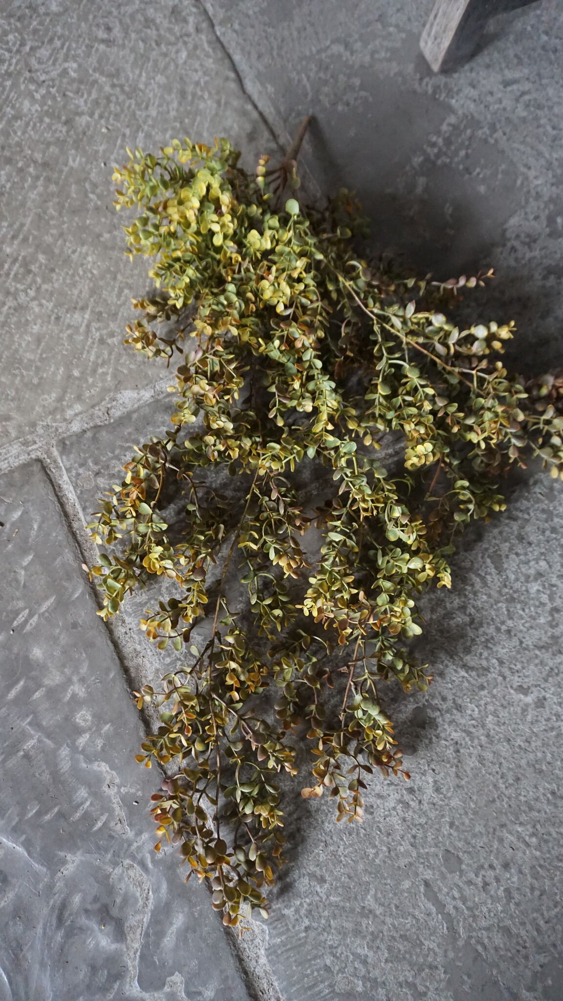 Rene Houtman Eucalyptus Kunsttak | Bruin | L110 cm