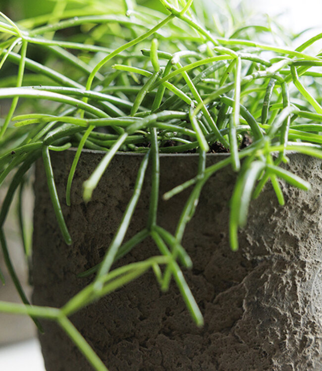 Be-Uniq Pot Flora | Set Van 2 | H25 x D25 cm | Earth Finish