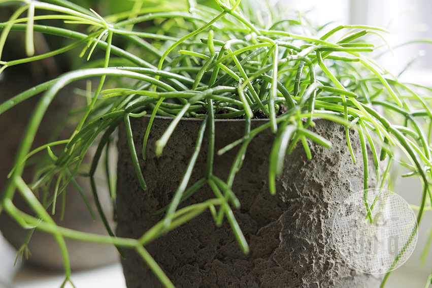 Be-Uniq Pot Flora | Set Van 2 | H25 x D25 cm | Earth Finish