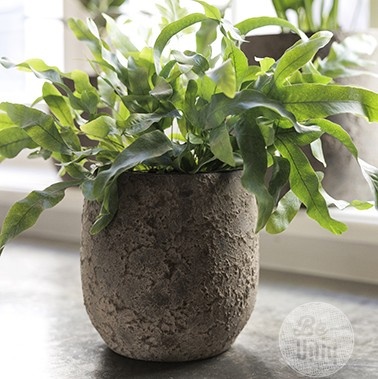 Be-Uniq Pot Flora | Set Van 2 | H19 x D17 cm | Earth Finish