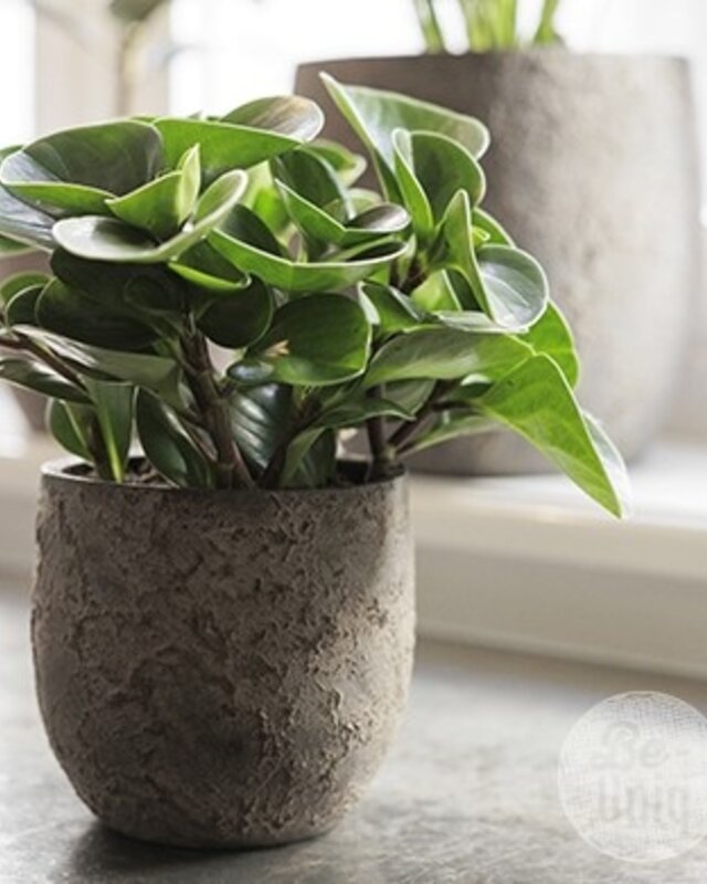 Be-Uniq Pot Flora | Set Van 2 | H15 x D15 cm | Earth Finish