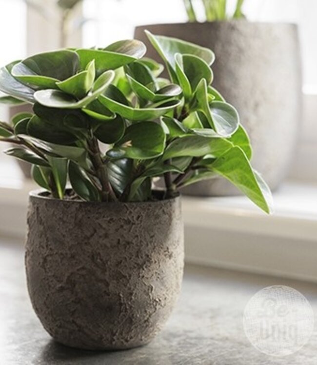 Be-Uniq Pot Flora | Set Van 2 | H15 x D15 cm | Earth Finish