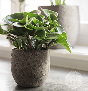 Be-Uniq Pot Flora | Set Van 2 | H15 x D15 cm | Earth Finish