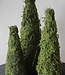 Rene Houtman Mos Boom | Decoratieboom | H30 x D14 cm