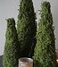 Rene Houtman Mos Boom | Decoratieboom | H40 x D16 cm