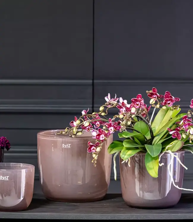DutZ Pot Wide | Oud Paars | 3 Maten