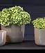 DutZ Pot Wide | Taupe | 3 Maten