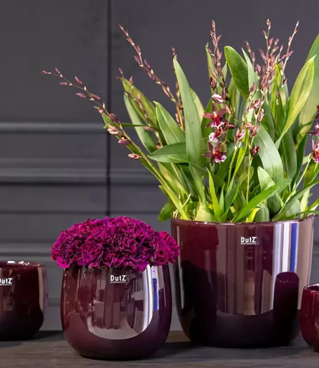 DutZ Pot | Pruim | 4 Maten!