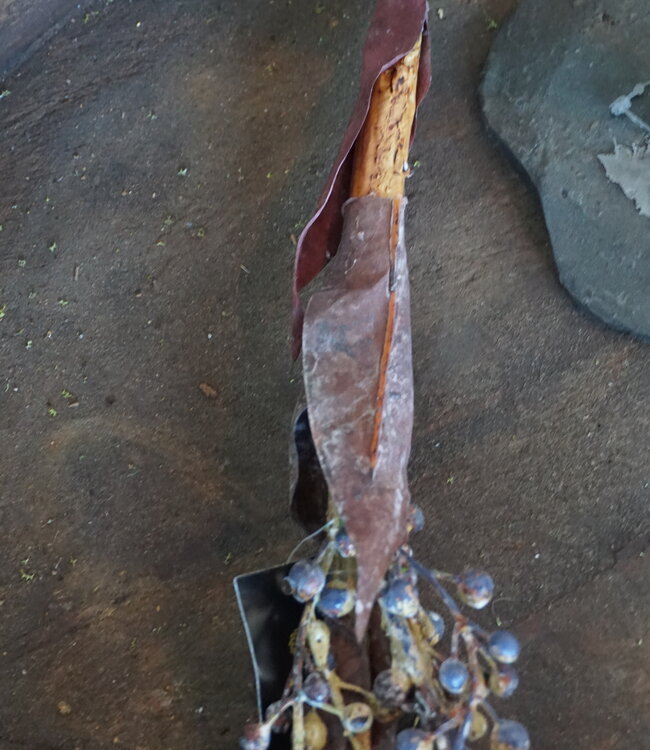 Rene Houtman Kunst Dadeltak Bruin | L60 x B20 cm