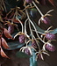 Rene Houtman Kunst Toef Met Shabby Doek | L30 cm