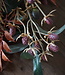 Rene Houtman Kunst Toef Met Shabby Doek | L30 cm