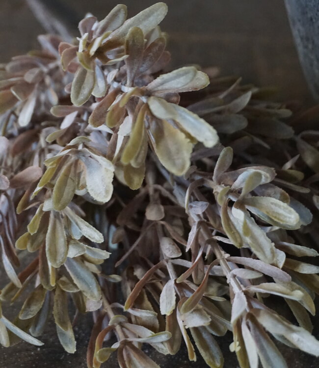 Brynxz Kunstbloem Myrica | Brons | H30 cm