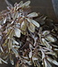 Brynxz Kunstbloem Myrica | Brons | H30 cm