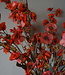 Brynxz Kunstbloem Hibiscus | Rood | 100 cm