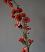 Brynxz Kunstbloem Hibiscus | Rood | 100 cm