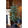Larix Boom | Large | Grijsgroen | H160 cm
