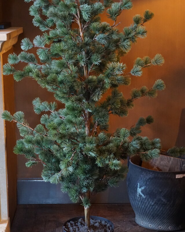 Rene Houtman Larix Boom | Large | Grijsgroen | H160 cm