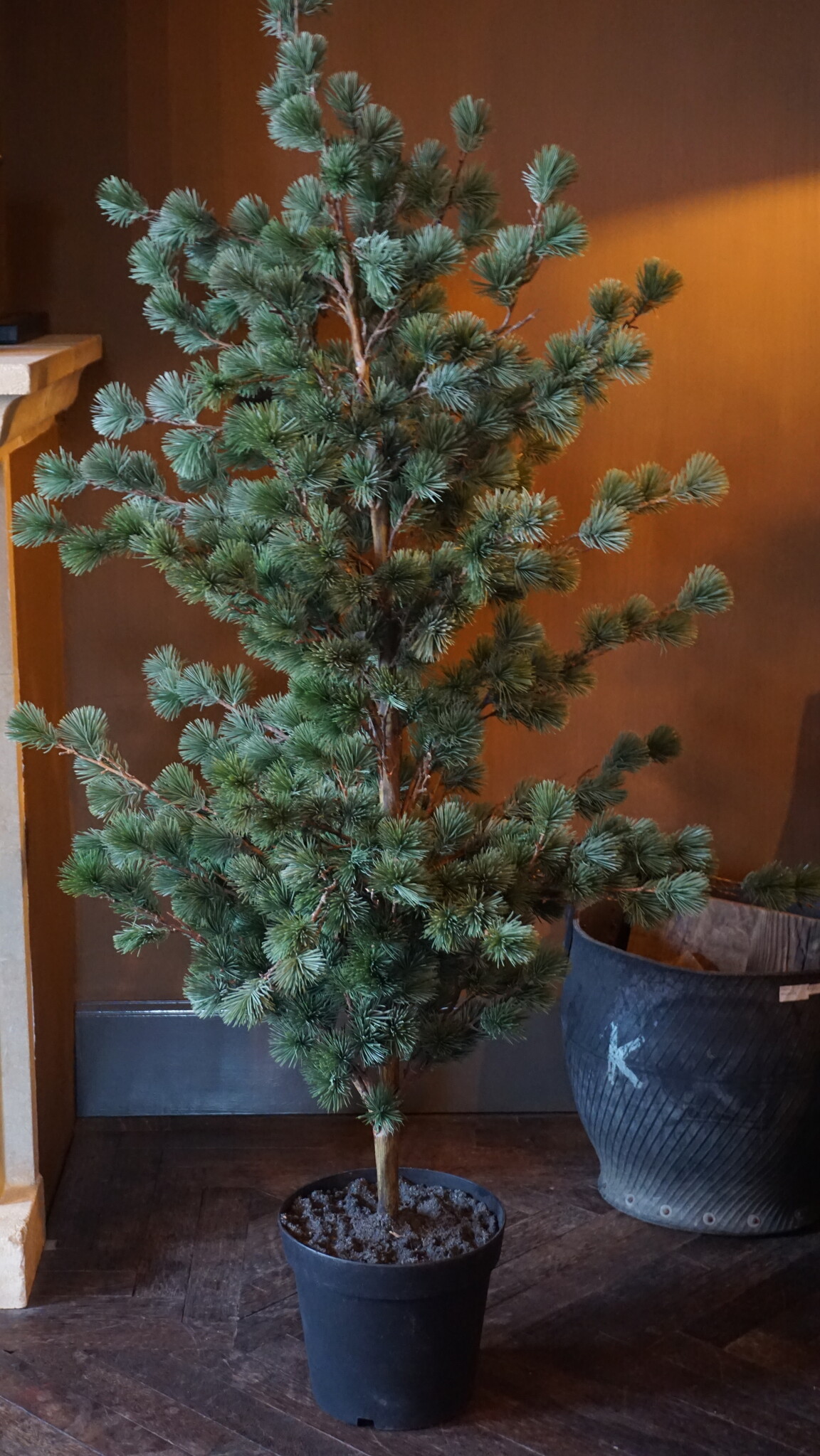 Rene Houtman Larix Boom | Large | Grijsgroen | H160 cm