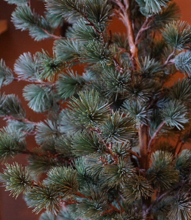 Rene Houtman Larix Boom | Large | Grijsgroen | H160 cm