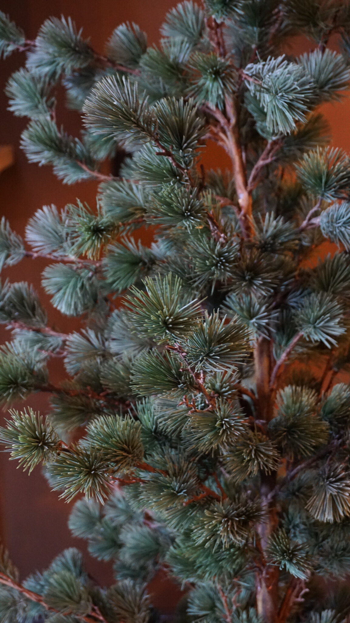 Rene Houtman Larix Boom | Large | Grijsgroen | H160 cm