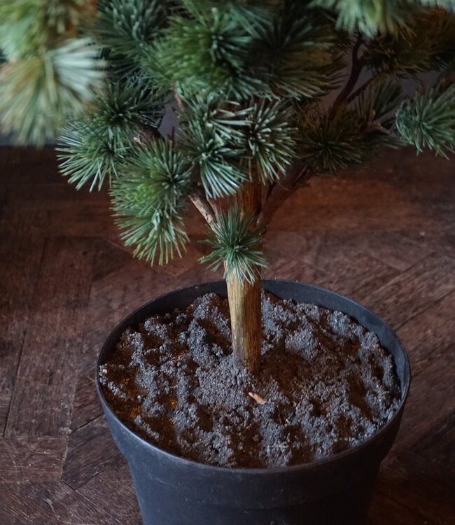 Rene Houtman Larix Boom | Large | Grijsgroen | H160 cm