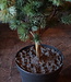 Rene Houtman Larix Boom | Large | Grijsgroen | H160 cm