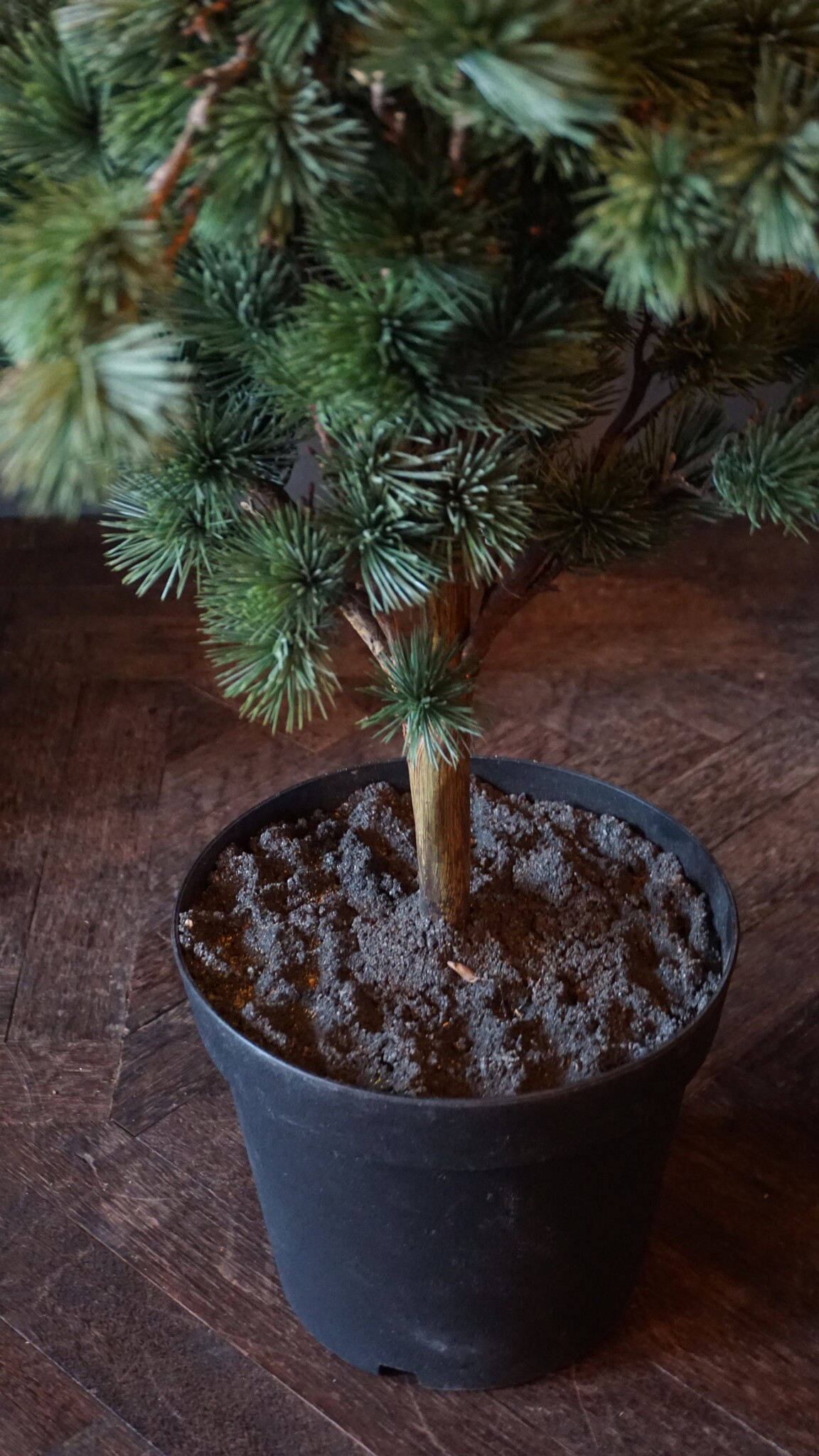 Rene Houtman Larix Boom | Large | Grijsgroen | H160 cm