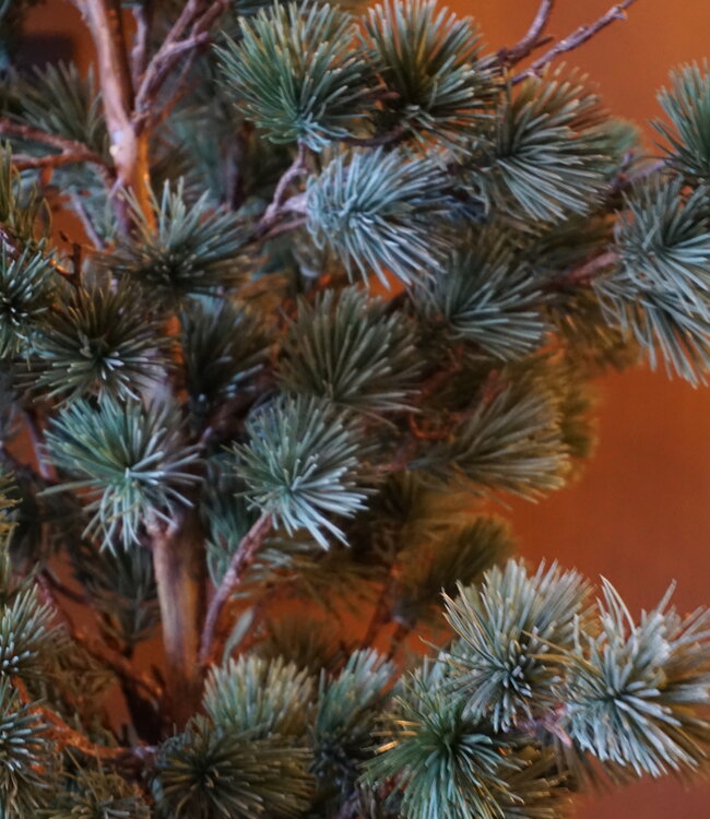 Rene Houtman Larix Boom | Large | Grijsgroen | H160 cm