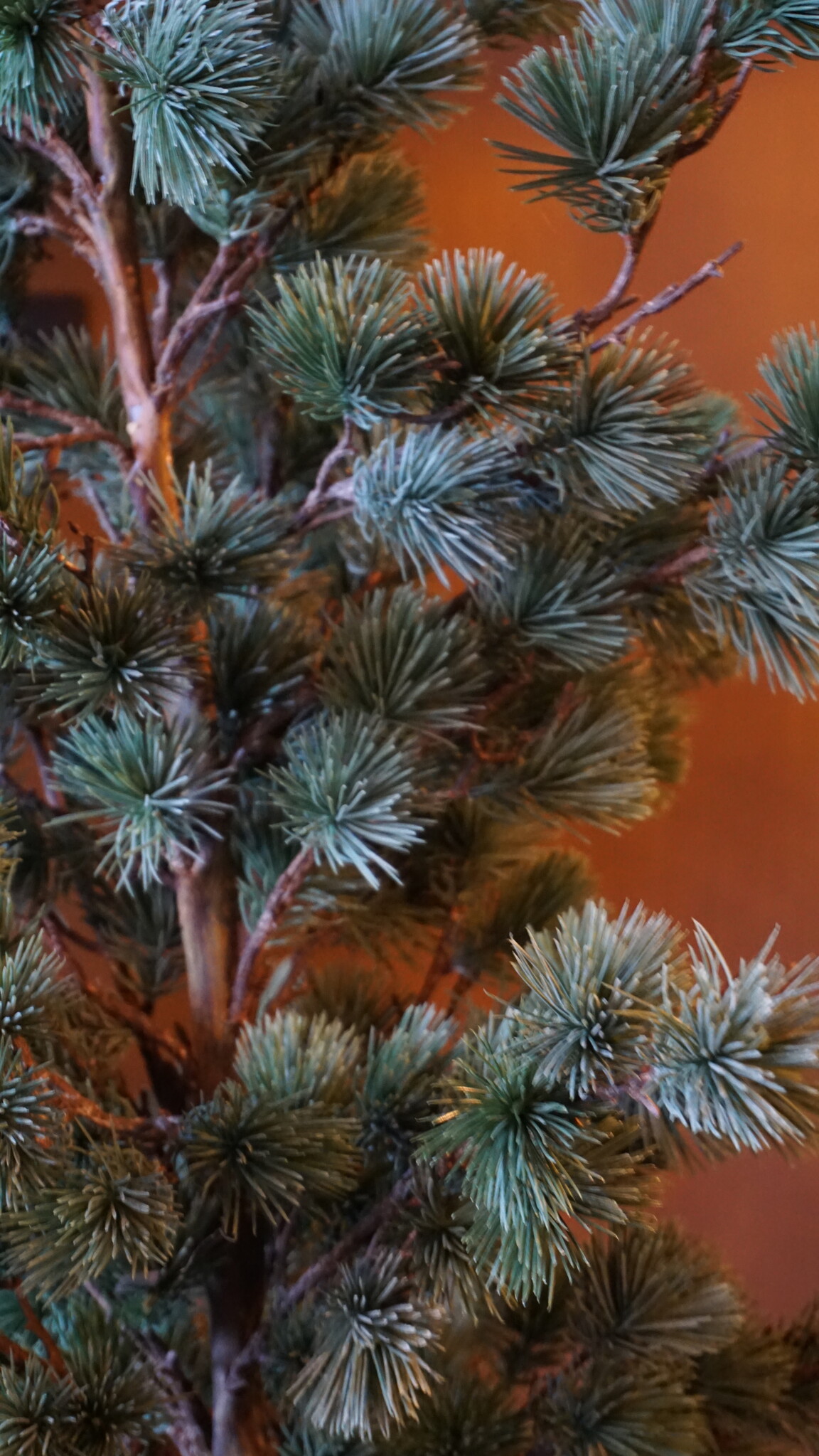 Rene Houtman Larix Boom | Large | Grijsgroen | H160 cm