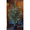 Larix Boom | Medium | Grijsgroen | H130 cm